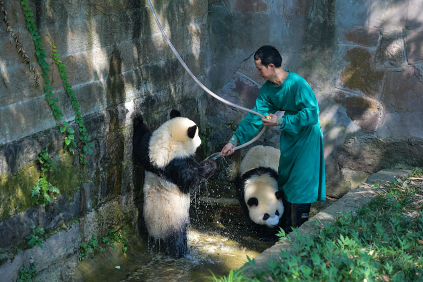 饲养员给大熊猫冲凉避暑。邹乐摄