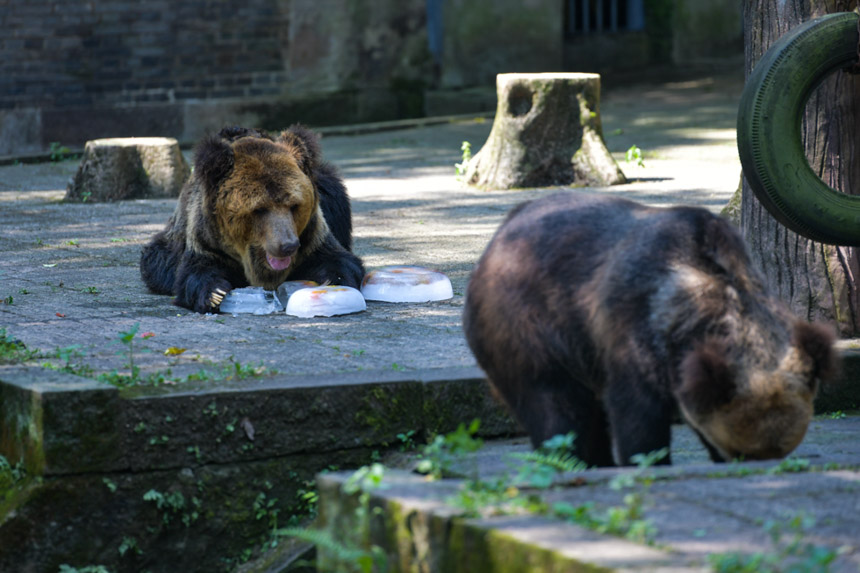 棕熊用冰块消暑。邹乐摄
