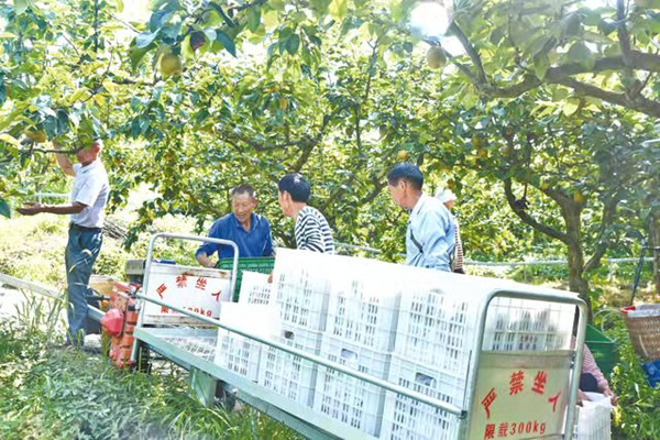 村民将雪花梨打包装箱。邻水县融媒体中心供图