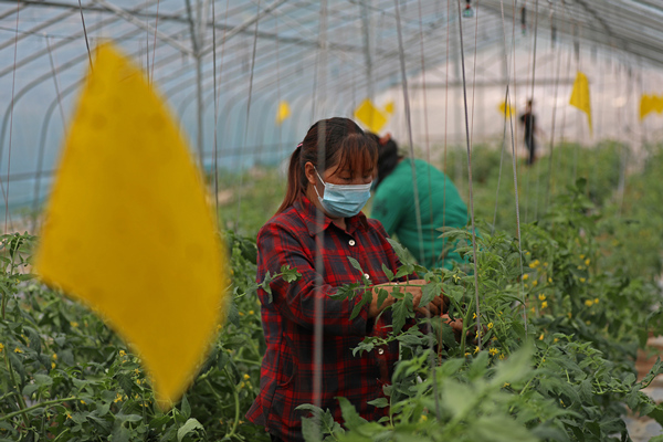 村民们忙碌在蔬菜种植大棚内，抓好番茄管护。赵勇摄