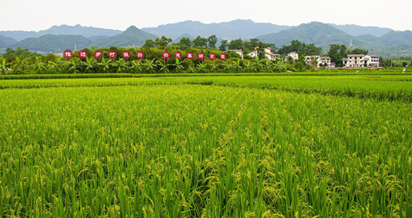 长寿区清迈良园里的观光稻田。夏祥洲摄