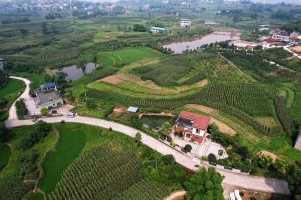 石宝寺村到处是绿油油的水稻、玉米。永川区仙龙镇党委供图