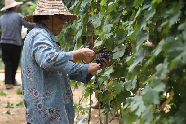 工作人员和村民在采摘葡萄。杨孝永摄