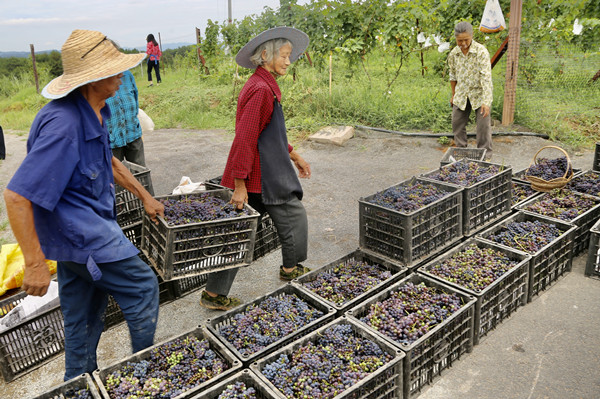 工作人员和村民在整理刚采摘的葡萄。杨孝永摄