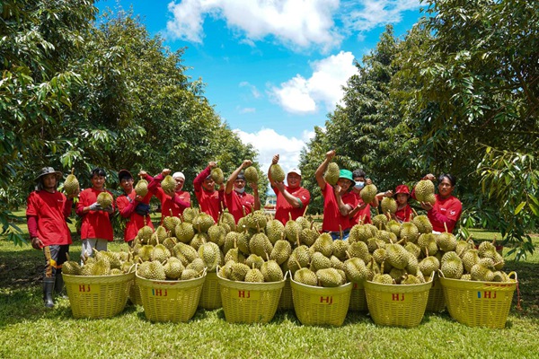 泰国帕赛府罗勇市甘县的榴莲直采果园内，当地果农展示丰收成果。重庆市中新局供图