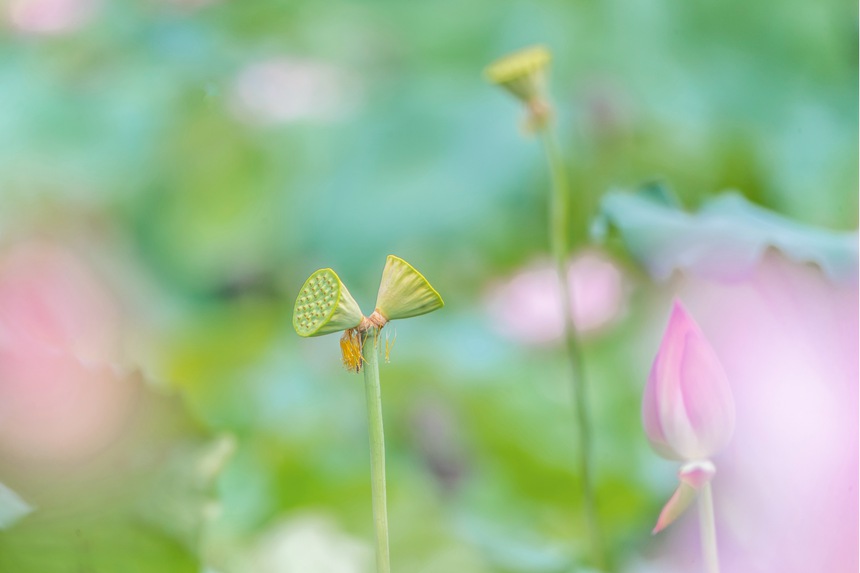 中江村荷花园并蒂莲。瞿明斌摄