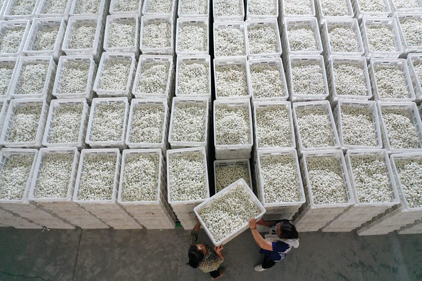 工人将烘烤好的夏蚕入库。杨敏摄