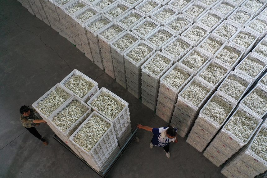 工人将烘烤好的夏蚕入库。杨敏摄