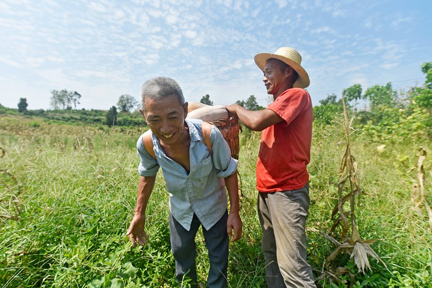 農民在採摘南瓜。黃河攝