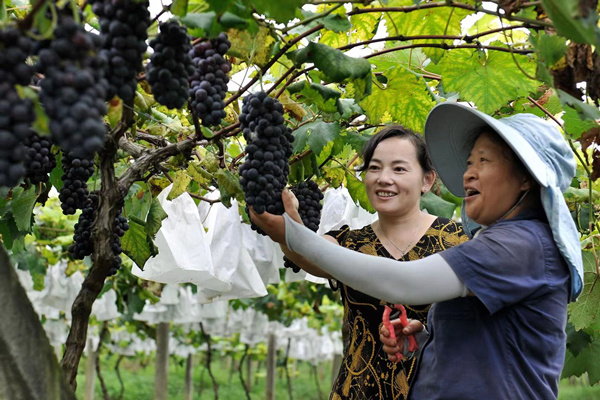 葡萄成熟了。九龙坡区农业农村委供图