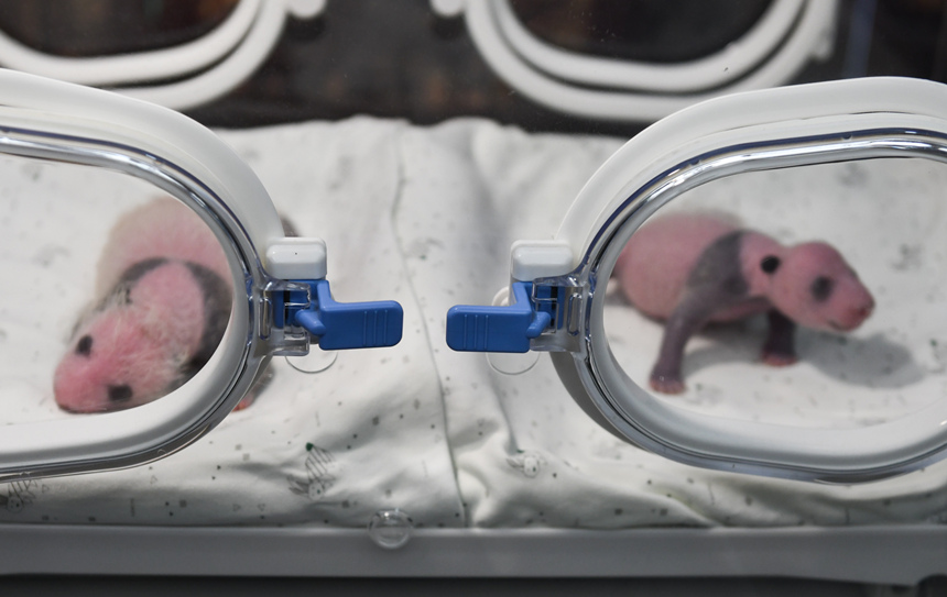8月8日，在重庆动物园育幼室，一对刚出生不久的双胞胎大熊猫幼仔亮相。邹乐摄