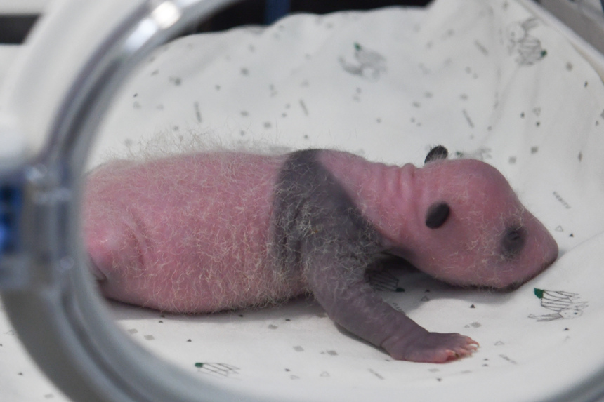 8月8日，在重庆动物园育幼室，一对刚出生不久的双胞胎大熊猫幼仔亮相。邹乐摄