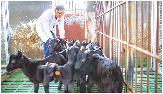 7月4日，张家骅在西南大学黑山羊研究所查看大足黑山羊小羊羔生长情况。新华社记者黄伟摄