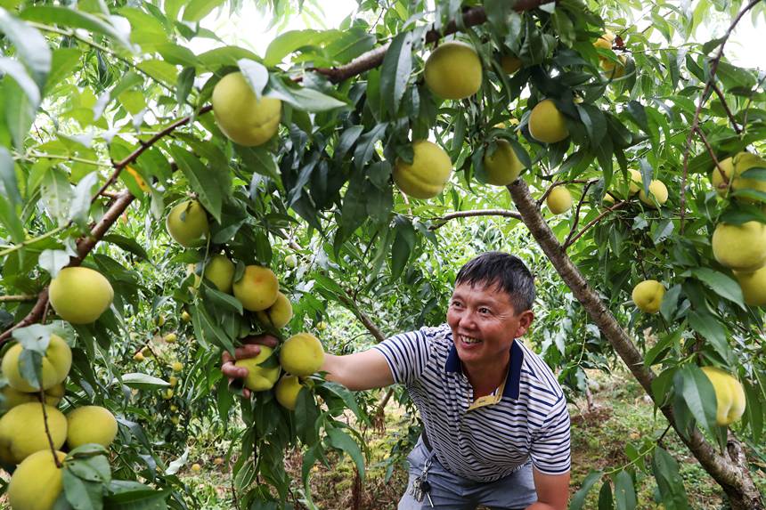 在重庆市黔江区濯水镇乌杨社区黄桃基地，村民在采摘黄桃。杨敏摄