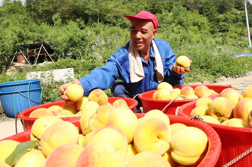 在重庆市黔江区濯水镇乌杨社区黄桃基地，村民在分拣黄桃。杨敏摄