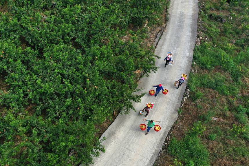 在重庆市黔江区濯水镇乌杨社区黄桃基地，村民在转运黄桃。杨敏摄