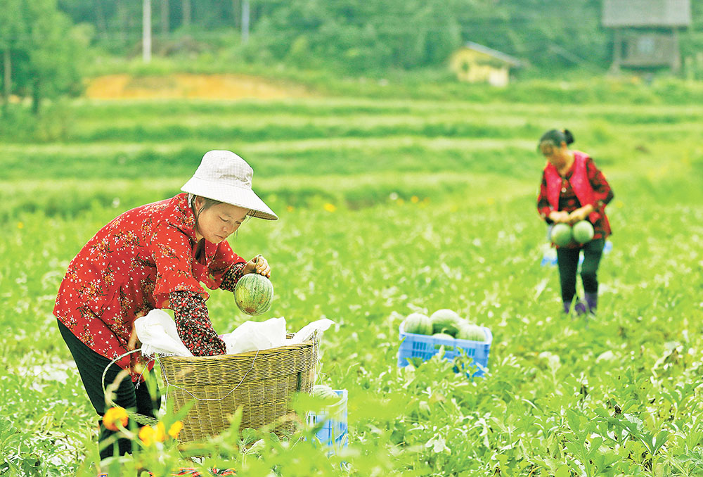 日前，石柱石家乡黄龙村的西瓜地里，村民们冒着高温采摘西瓜。这段时间高温持续，黄龙村的“冰糖”小西瓜迎来销售旺季。通讯员 谭万玲 摄/视觉重庆