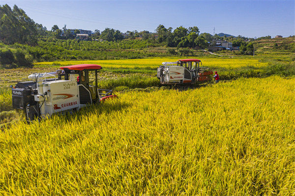 吉安镇党员农机服务队在农户田间收割稻谷。陈科儒摄