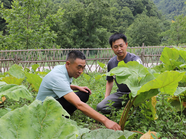 来先彬给村民讲解中药材种植技术。张芝鑫摄