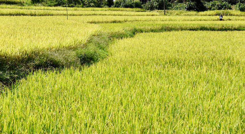 稻谷收割季，风景美。黄河摄