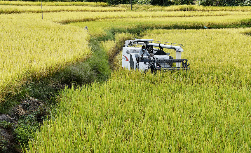 机械化作业给水稻收割插上了“腾飞的翅膀”。黄河摄