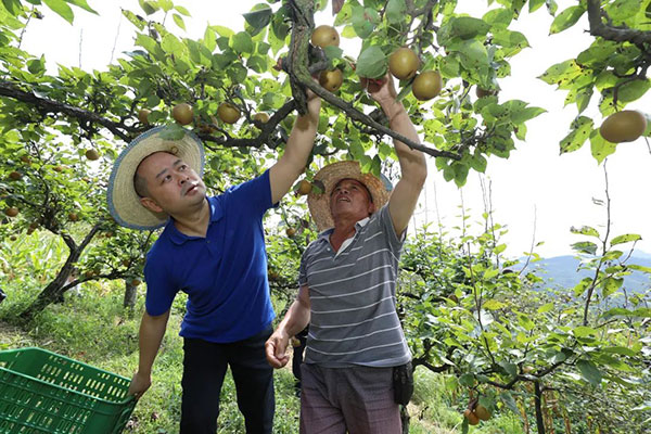 工作队队员与农户一同采摘梨果。胡瑾摄