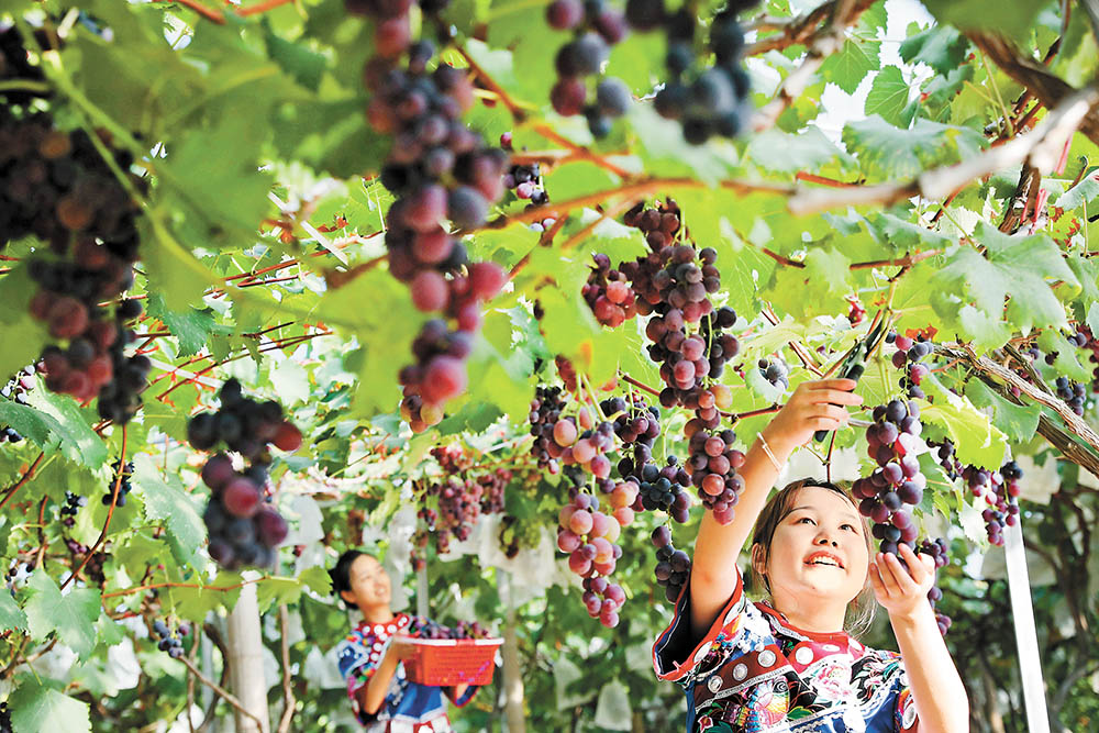 8月13日，黔江區蓬東鄉麻田村葡萄基地，游客在採摘葡萄。特約攝影 楊敏/視覺重慶