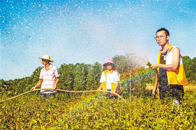 8月19日，南川区冷水关镇机关干部和茶农一起为茶园浇水抗旱。特约摄影 瞿明斌/视觉重庆