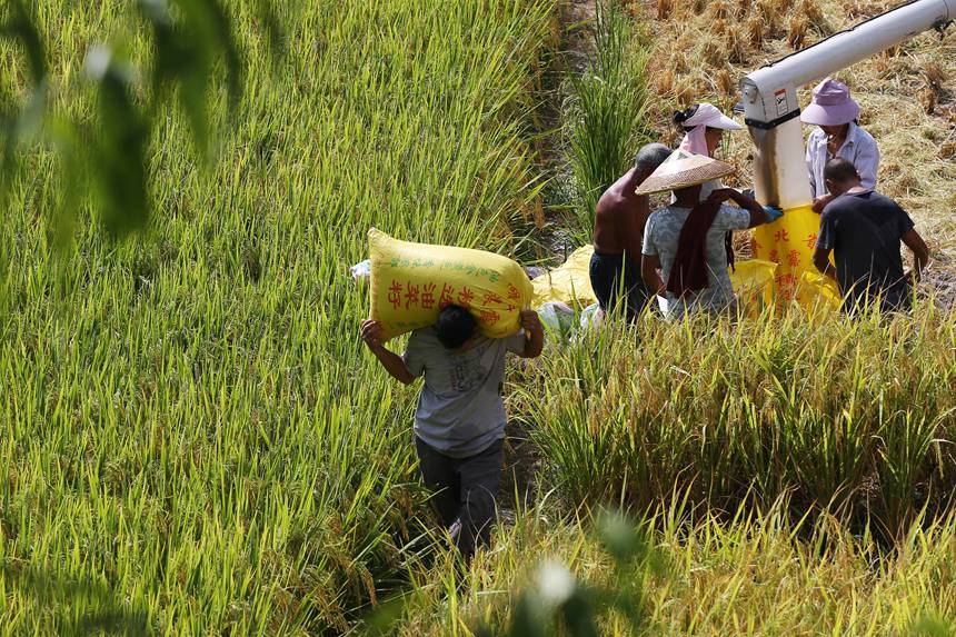 重庆市黔江区小南海镇大路社区村民将收割机打下的稻谷装袋。杨敏摄