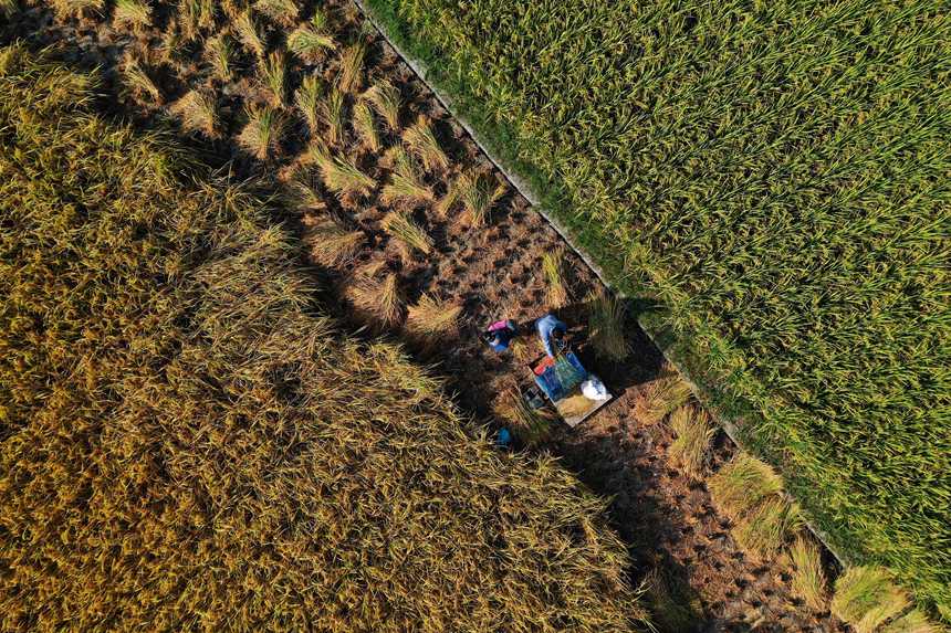 重庆市黔江区小南海镇大路社区村民在田间收获稻谷。杨敏摄