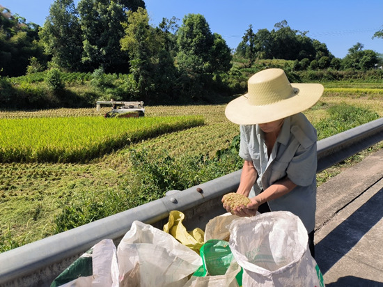 村民开展水稻抢收作业。巴南区农业农村委供图
