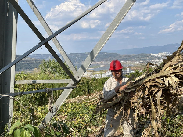 国网忠县供电公司员工在忠县乌杨镇高寨村清理塔下易燃物。