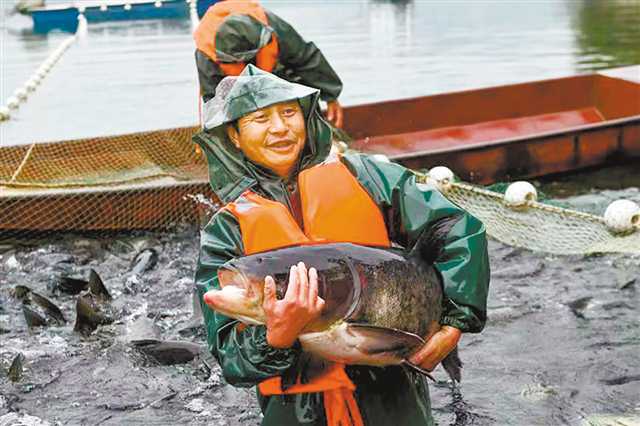 重慶70余座水庫“游”出生態魚大產業