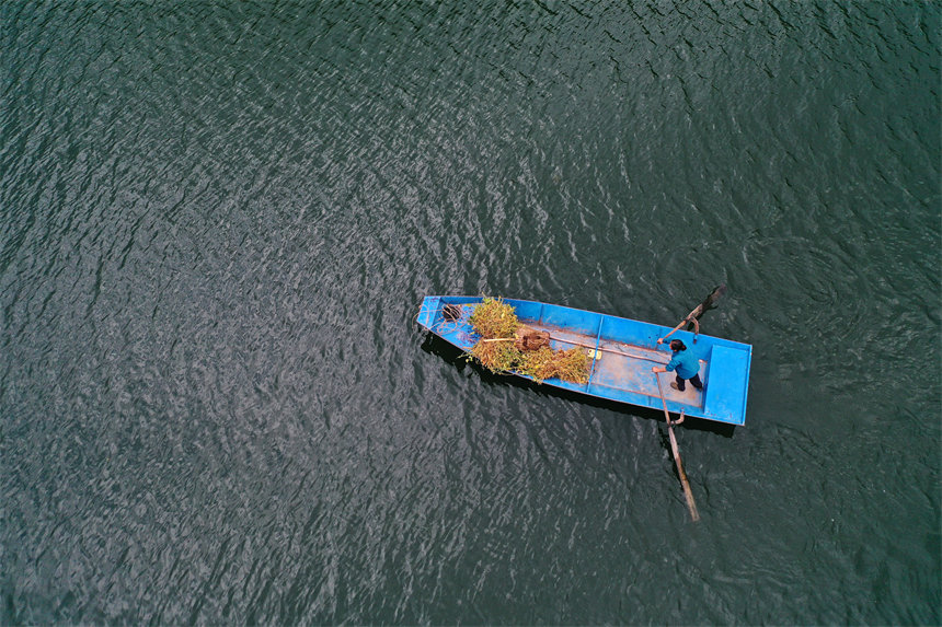 村民在阿蓬江上撑船，将采收的黄豆秸秆运回对岸的家去脱粒晾晒。杨敏摄