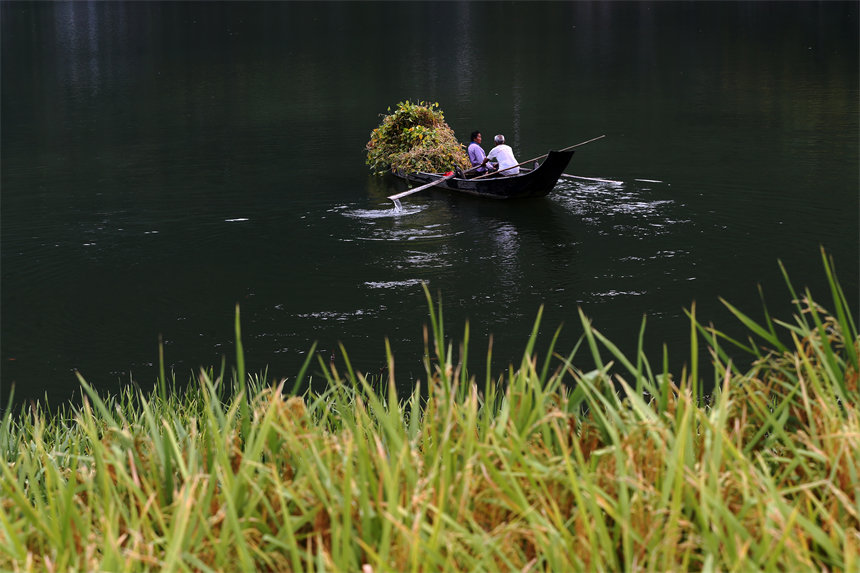 黔江区阿蓬江镇大坪村村民在阿蓬江上撑船，将采收的黄豆秸秆运回对岸的家去脱粒晾晒。杨敏摄