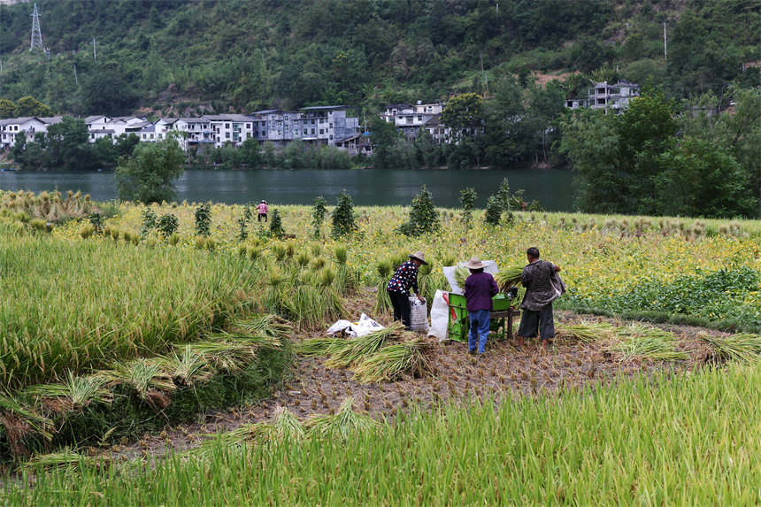 重庆市黔江区阿蓬江镇大坪村村民在抢收水稻。杨敏摄
