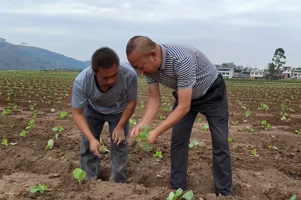 农技人员开展秋播秋种技术培训。潼南区委宣传部供图