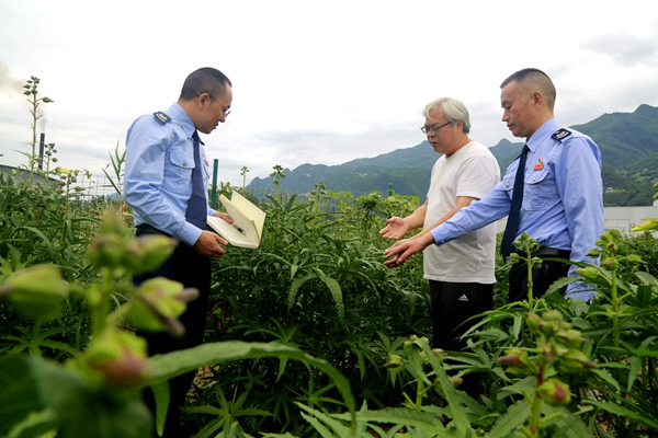 巫溪縣稅務局工作人員在黃蜀葵種植基地開展調研並為基地工作人員講解稅費優惠政策。牛健紅攝