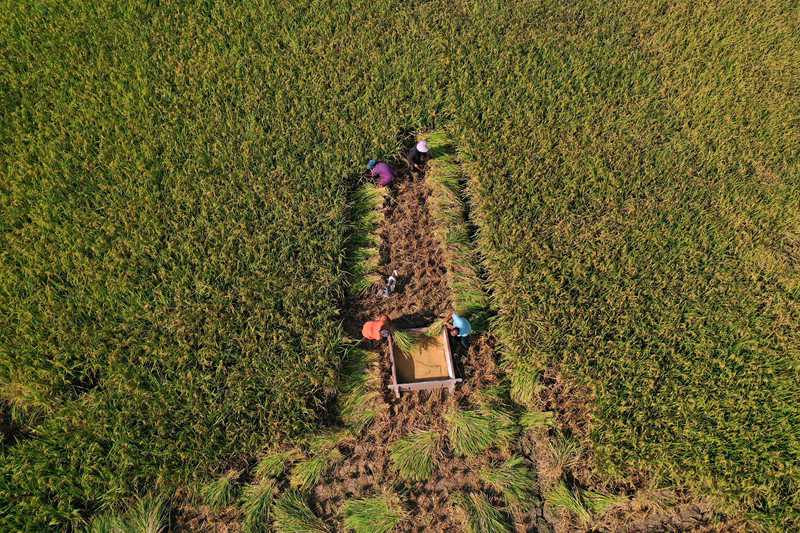 村民正在抢收水稻。杨敏摄