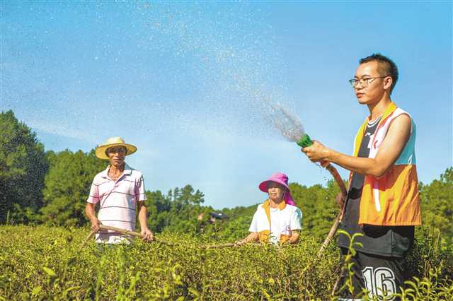 志愿者助农抗旱保苗 摄/瞿明斌