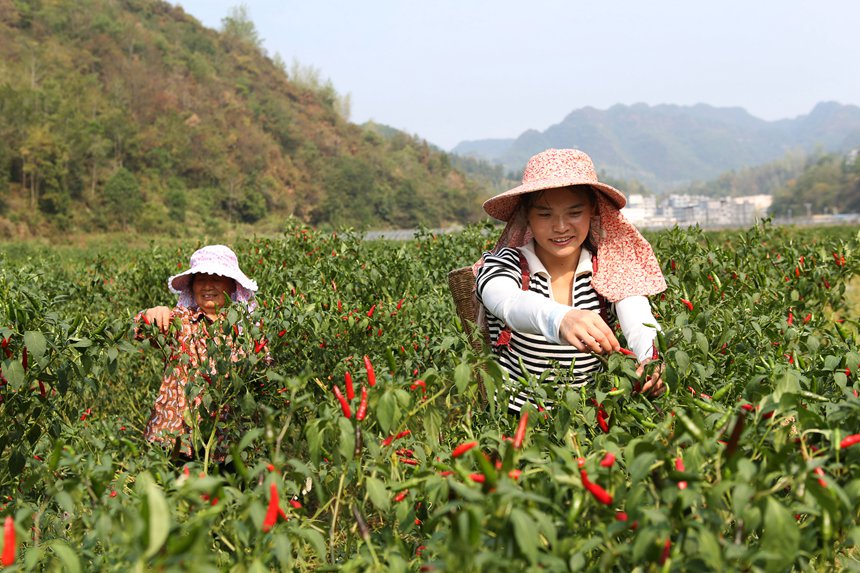 村民在重庆市黔江区鹅池镇治安村辣椒种植基地采摘辣椒。杨敏摄