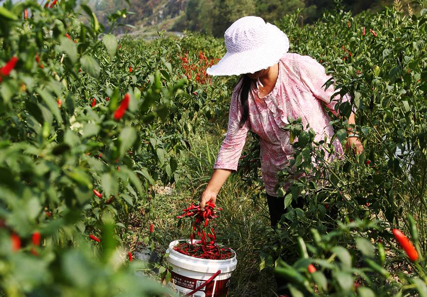 村民在重慶市黔江區鵝池鎮治安村辣椒種植基地採摘辣椒。楊敏攝