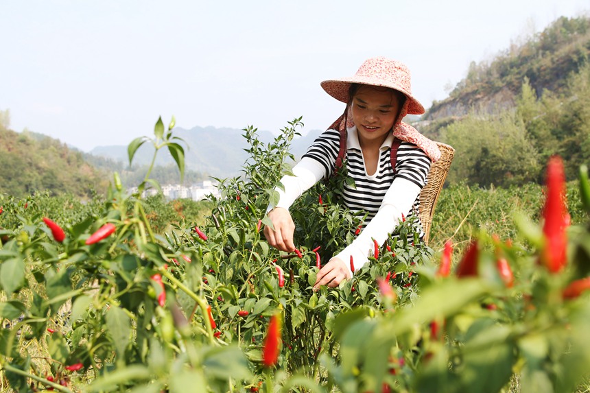 村民在重庆市黔江区鹅池镇治安村辣椒种植基地采摘辣椒。杨敏摄