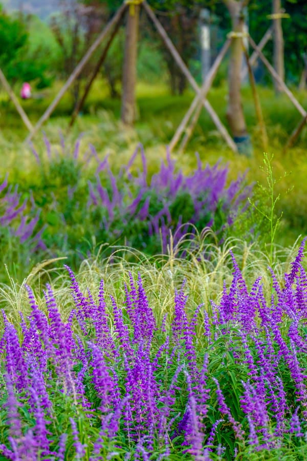 紫色的马鞭草绚丽绽放，送来阵阵花香和秋日浪漫。郭旭摄