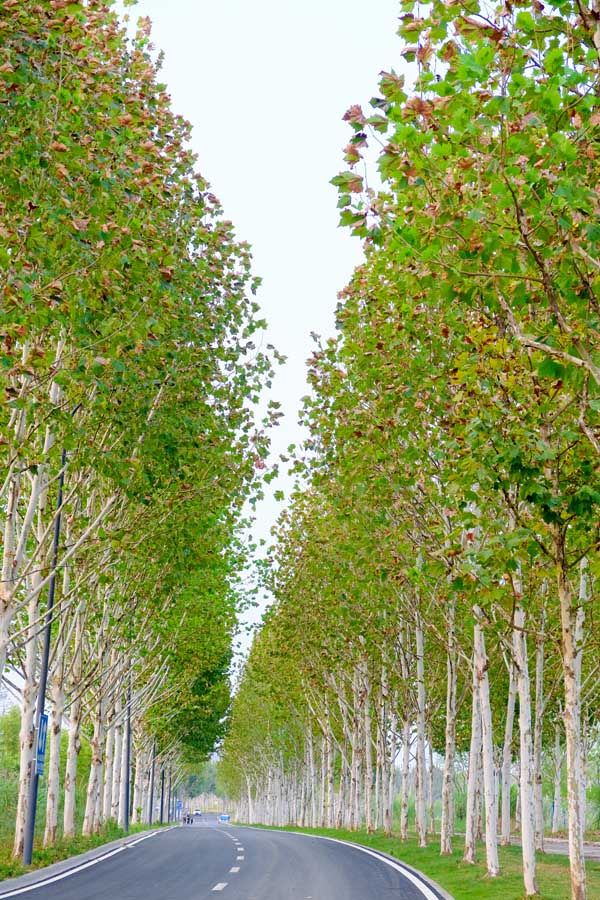 斑斓的梧桐树装扮着广阳岛上的公路。郭旭摄