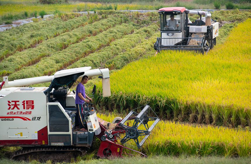 万州区恒合土家族乡八一村，农户驾驶收割机收割水稻。冉孟军摄
