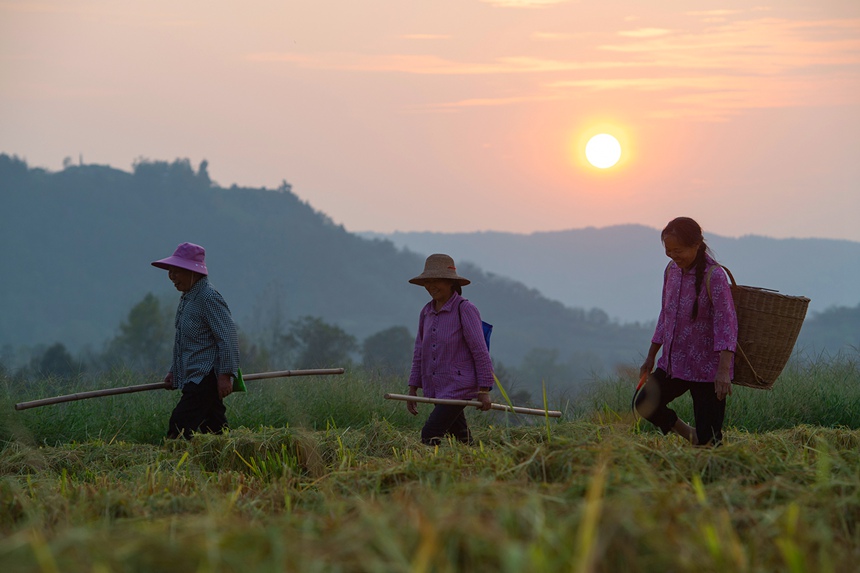 万州区恒合土家族乡八一村，夕阳西下，劳作的村民走过收割后的田地。冉孟军摄