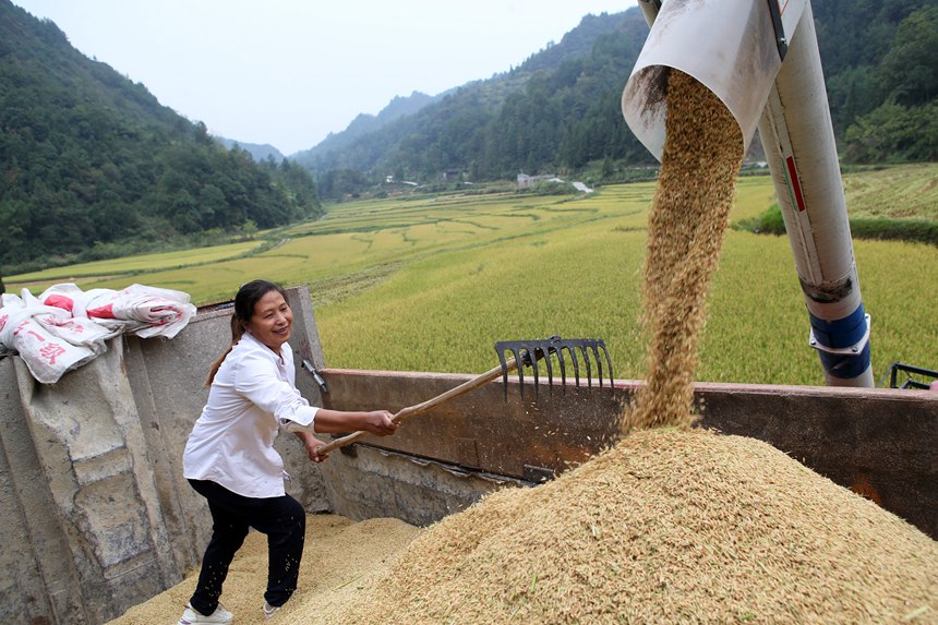村民在重庆市黔江区中塘镇兴泉社区水稻基地整理收割机收获的稻谷。杨敏摄