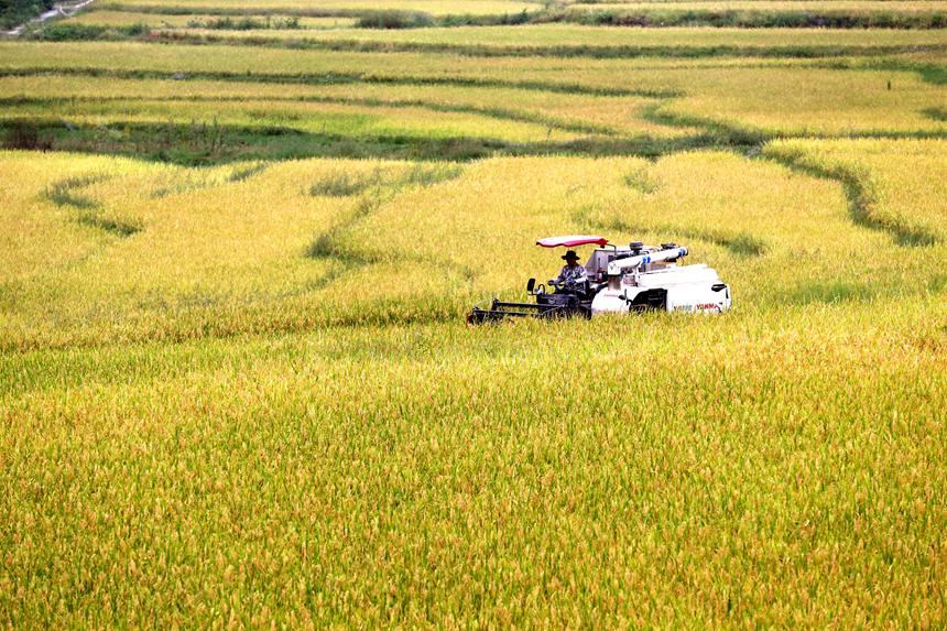 收割机在重庆市黔江区中塘镇兴泉社区水稻基地收割水稻。杨敏摄