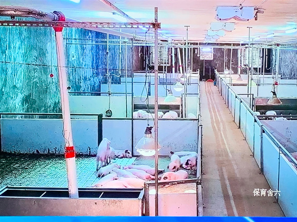 实时监控画面中可以看到重庆琪泰佳牧畜禽养殖有限公司保育舍里的荣昌猪。许林佩摄